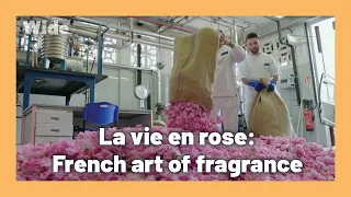 The rose of 100 petals: the scent of French Riviera | WIDE