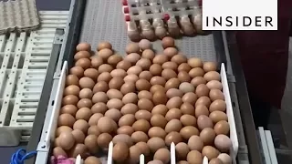 Turkish Egg Factory Packages Thousands of Eggs a Day