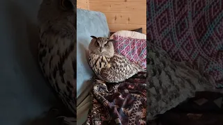 Это подушка, а это - сова. Не перепутайте!