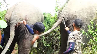 Abscess popped from elephant's tail | Brave people saved his life with proper treatment