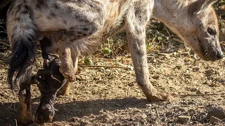 This is how Hyena giving birth in wild
