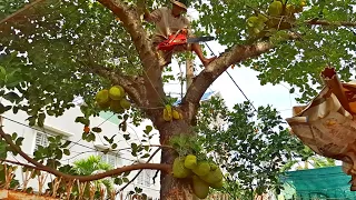 Cưa cây Mít siêu trái / Sawing the super fruit jackfruit tree | T626