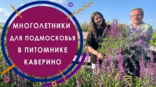 Многолетники для Подмосковья в питомнике растений Каверино