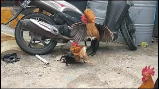 Lihat Ayam Kate Jantan Sedang Ber Olah Raga