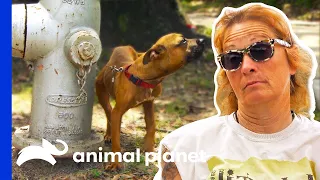 Puppy Tied to Fire Hydrant Gets Rescued From the Blistering Heat | Pit Bulls & Parolees