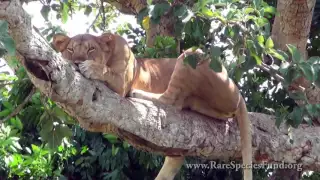 The Rare Tree Climbing Lions of Ishasha National Park - Uganda