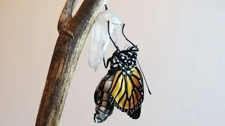 A Caterpillar Transforms Into A Monarch Butterfly