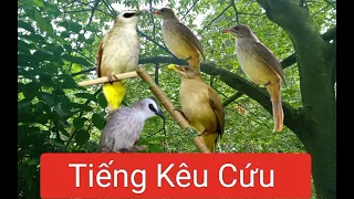 Tiếng Chim chao chảo/rất nhạy bẫy chim