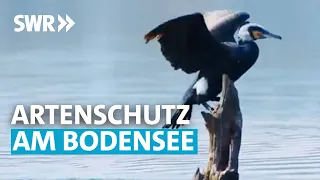 Dauerstreit um Kormorane am Bodensee | Zur Sache! Baden-Württemberg