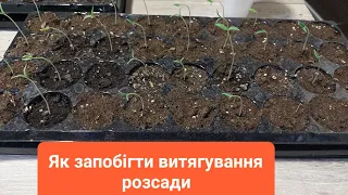 Топ 3 помилок при вирощуванні розсади. Коли краще саджати.