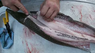 How to Clean a Gar Fish