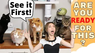 Daily Cat Care Basics & Routines with Multiple Cats