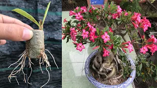 Instructions for extracting Adenium flower branches from the stem