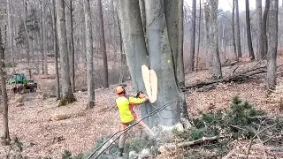 Risky felling of a large tree, #Logging,Big tree,