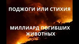 ПОДЖОГИ ИЛИ СТИХИЯ. АВСТРАЛИЯ В ОГНЕ. МИЛЛИАРД ПОГИБШИХ ЖИВОТНЫХ