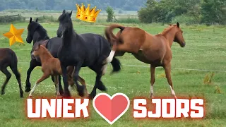 Whether or not another foal with Queen👑Uniek | Friesian Horses