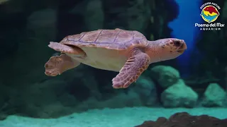 Loro Parque's Poema del Mar Aquarium in Gran Canaria