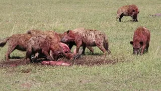 HYENA HUNTED A FIGHTING TOPI ON THE SAVANNAH: Hyena eats topi alive Brutal kill on Serengeti 2021