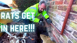 RAT holes around your house? HOW TO STOP RATS burrowing into your house!