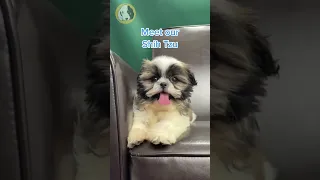 The Allergy Friendly Shih-tzu Puppy