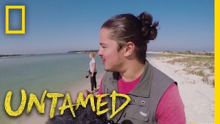 The Diving Dolphins - Bonus Scene Ep. 2 | Untamed with Filipe DeAndrade