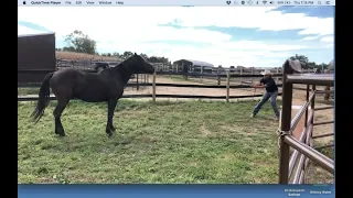 Is your horse Distracted by grass?