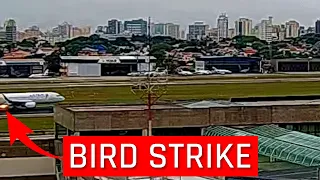 BIRD STRIKE - COLISÃO COM PÁSSARO DURANTE DECOLAGEM - AEROPORTO DE SÃO PAULO CONGONHAS - 16/09/21