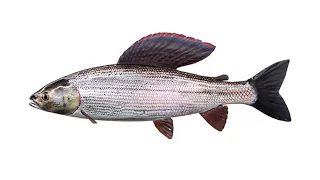 Хариус обыкновенный, или хариус европейский рыба рода хариусы семейства лососевых