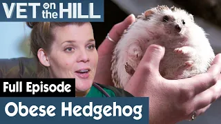 🦔 Hedgehog Has Been Overweight Since A Baby | FULL EPISODE | S02E10 | Vet On The Hill