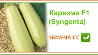 Карізма F1 Кабачок (Syngenta) Культура в полі