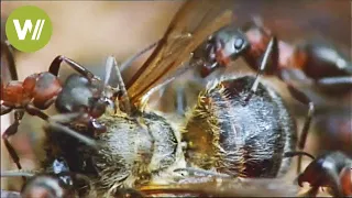 Ants - Secret of their communication revealed