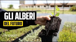 A Roma si combatte il cambiamento climatico coltivando 100.000 alberi per i boschi di domani