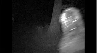 Actual Bigfoot footage - actual bigfoot footage!