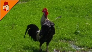 Rooster Crowing Compilation - Ten Different Roosters - Chicken Sound Effects Alarm