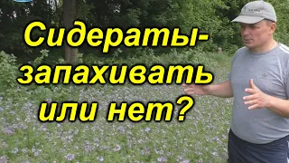 Сидераты весной - как повысить плодородие почвы. [Запахивать или нет?]