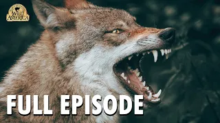 Wild America | S10 E2 'Controversial Coyote' | Full Episode | FANGS