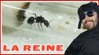 Guide fourmi Messor barbarus : la reine (épisode 1)