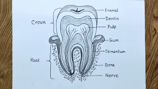 How to draw Structure of tooth diagram drawing/ Tooth structure drawing