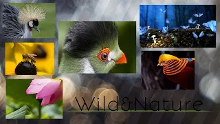 Nature And Wildlife Video – Bird and animal is beautiful creature on our planet Earth