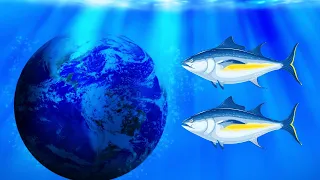 World Tuna Day: Celebrating a Vital Marine Resource