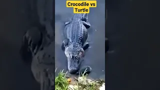 Crocodile vs Turtle #shorts #shortvideos #funny