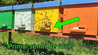 Cum stim ca roiul de albine va iesi din stup - momentul plecarii roiului 🐝🌳🙋🏻