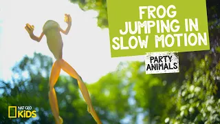 Frog Jumping in Slow Motion | Party Animals