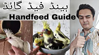 How to feed cockatiel's chicks? | Handfeed guide | Part 485 | Urdu Hindi Punjabi