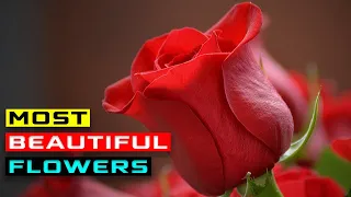 top 10 Most Beautiful Flowers In The World Top 10 Beautiful Flowers !amazing!