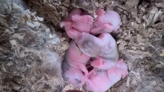 New born bunnies day 3