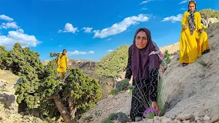 Picking a special herbal medicine in the mountains by a nomadic family