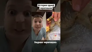 Бедная черепашка😭