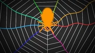 Spiders Tune Their Webs Like A Guitar | SKUNK BEAR