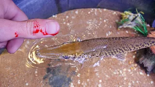 My Pet Alligator Gar Bit Me!!